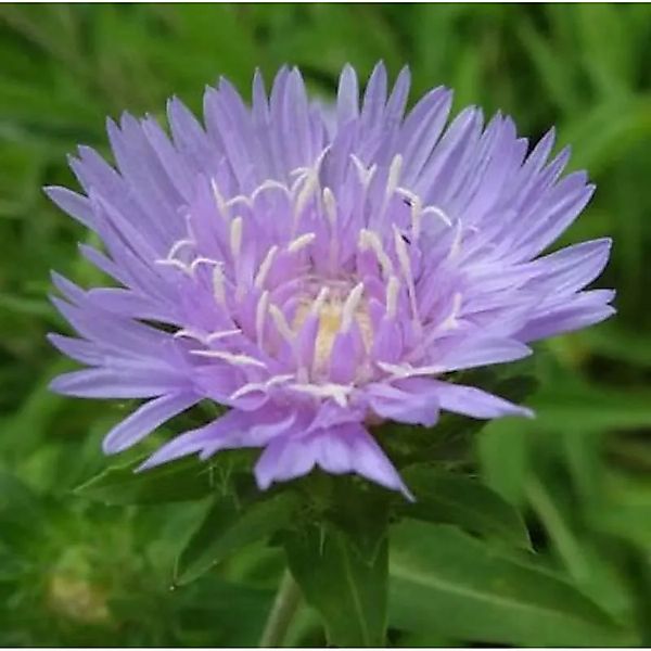 Kornblumenaster - Stokesia,aevis günstig online kaufen