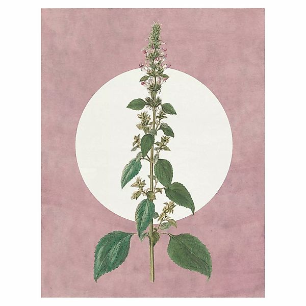 Komar Bild "Menthe en Croissance", Natur, (1 St.), Wandbild zur Dekoration günstig online kaufen