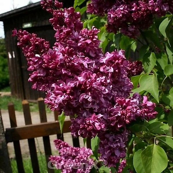 Kanadische Flieder Red Wine 30-40cm - Syringa prestoniae günstig online kaufen