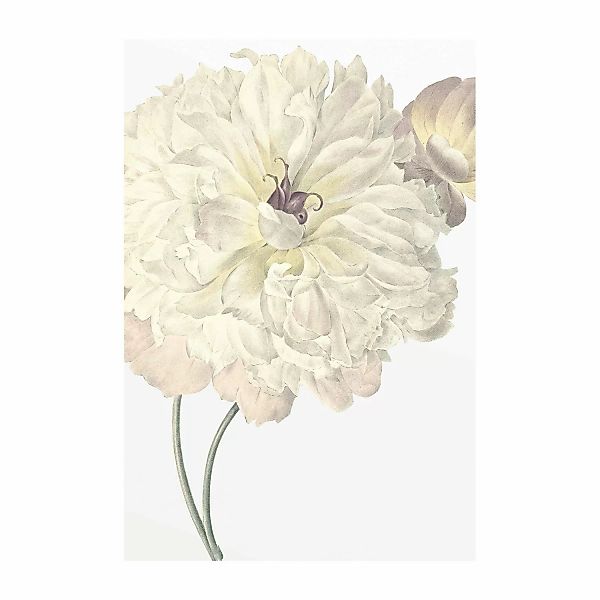 Komar Wandbild Illustration Dahlia 50 cm x 70 cm günstig online kaufen
