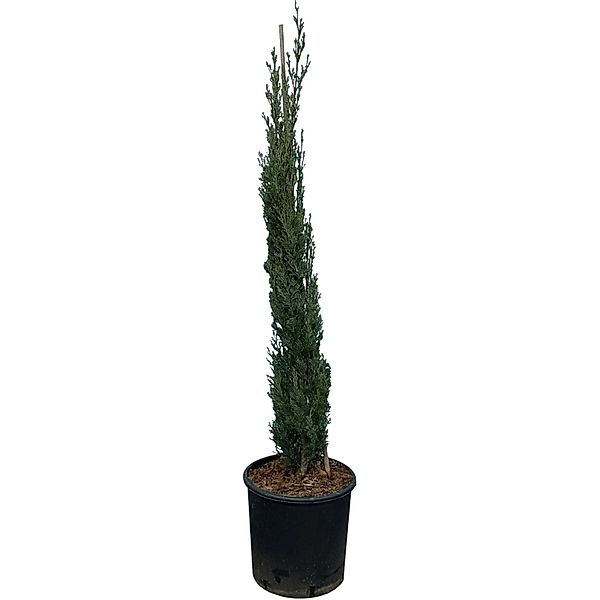 Sunny-Tree  Zypresse Cupressus Sempervirens Totem Italienische Winterharte günstig online kaufen