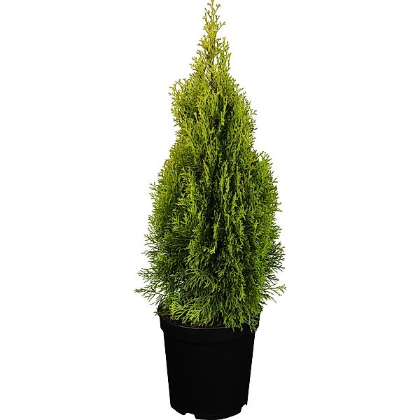 GROW by OBI Lebensbaum Golden Smaragd Höhe 50-60 cm Topf 5 l Thuja occident günstig online kaufen