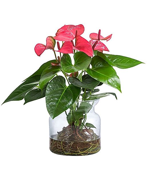 Dehner Zimmerpflanze Waterplant Flamingoblume, Anthurium Rosa Champion, Ø 1 günstig online kaufen