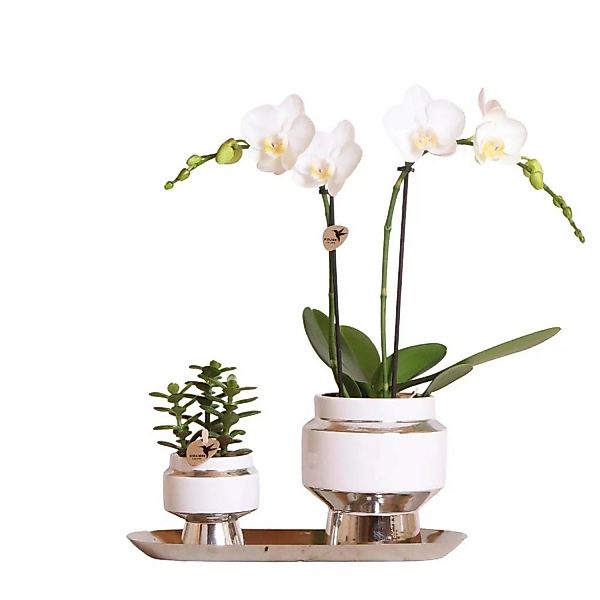 Kolibri Set aus Weißer Orchidee & Succulent auf Silbertablett günstig online kaufen