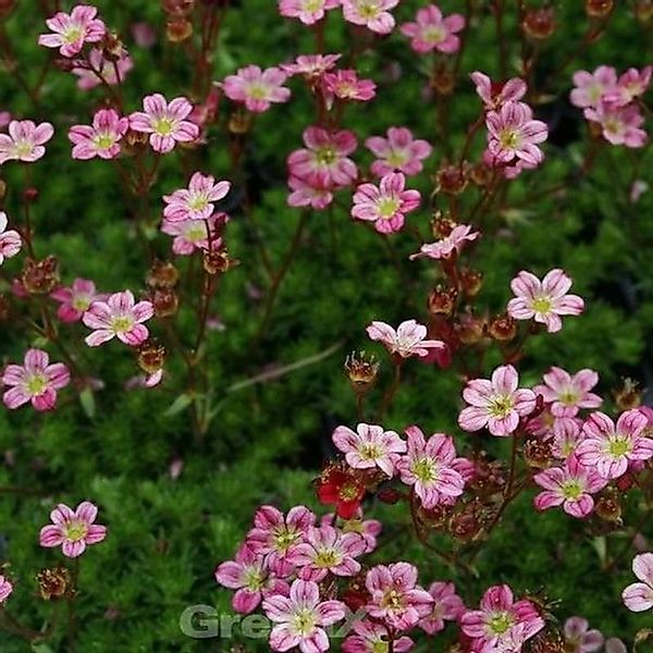 Moossteinbrech Harder Zwerg - Saxifraga arendsii günstig online kaufen