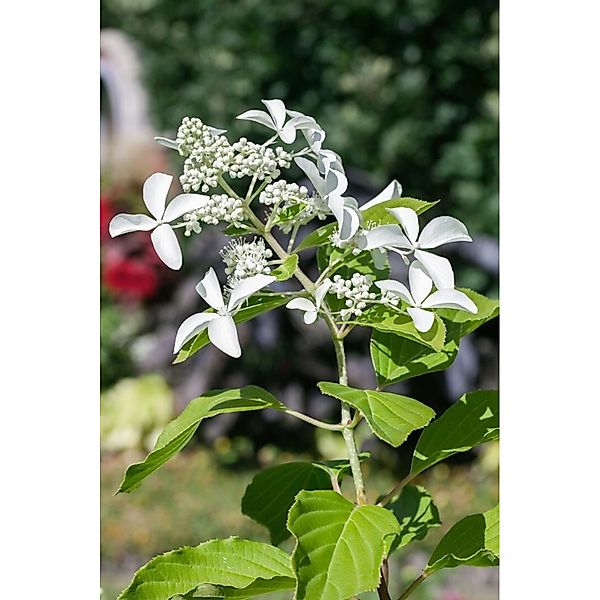 Hydrangea Paniculata Rispenhortensie Great Star 100-125 cm günstig online kaufen