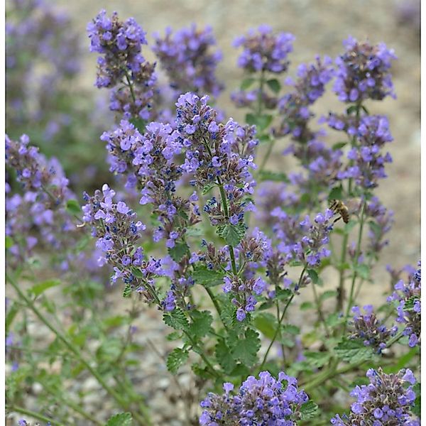 Katzenminze Blauknirps - Nepeta faassenii günstig online kaufen