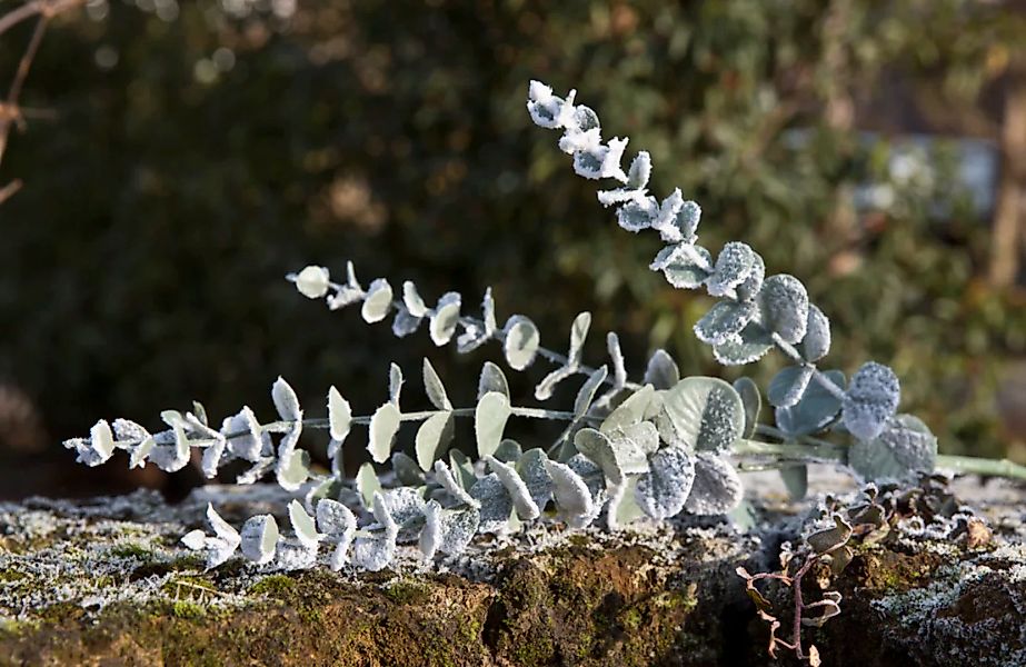 Kunstblume Eucalyptuszweig 72,5cm günstig online kaufen