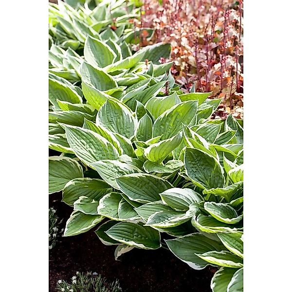 Hosta Patriot 2 Liter Container günstig online kaufen