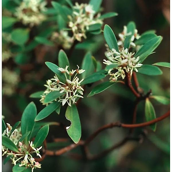 Tasmanischer Bergpfeffer 40-60cm - Drimys,anceolata günstig online kaufen