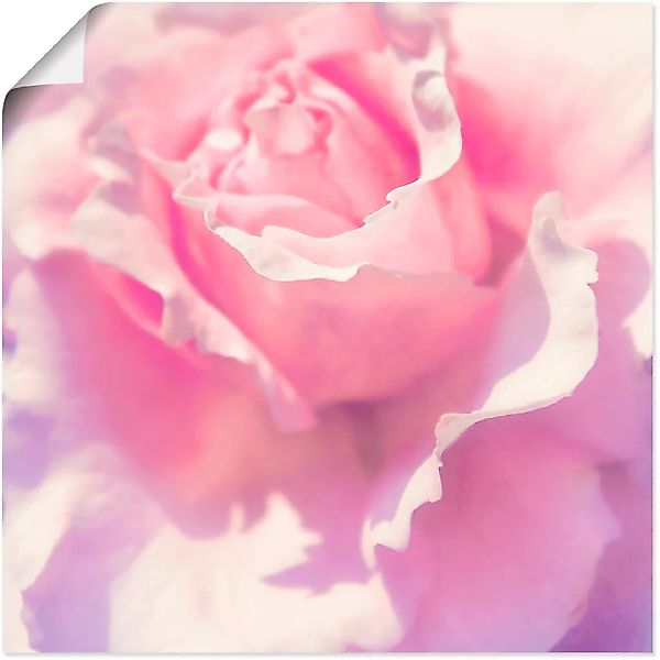 Artland Wandbild "Rosa", Blumen, (1 St.) günstig online kaufen
