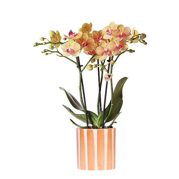Exotenherz Zimmerpflanze Orange Phalaenopsis Orchidee Bolzano+Painted Strip günstig online kaufen