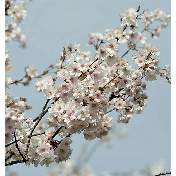 Higan Kirsche Plena 100-125cm - Prunus subhirtella günstig online kaufen