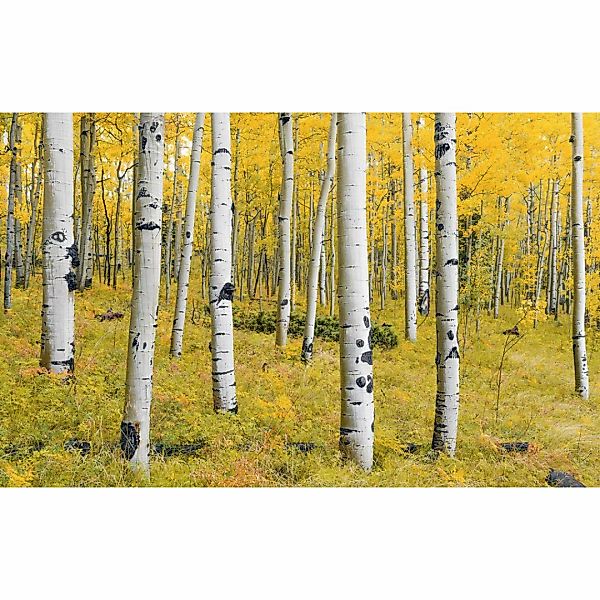 Komar Vliestapete »Digitaldruck Vlies - Orange Forest - Größe 400 x 250 cm« günstig online kaufen