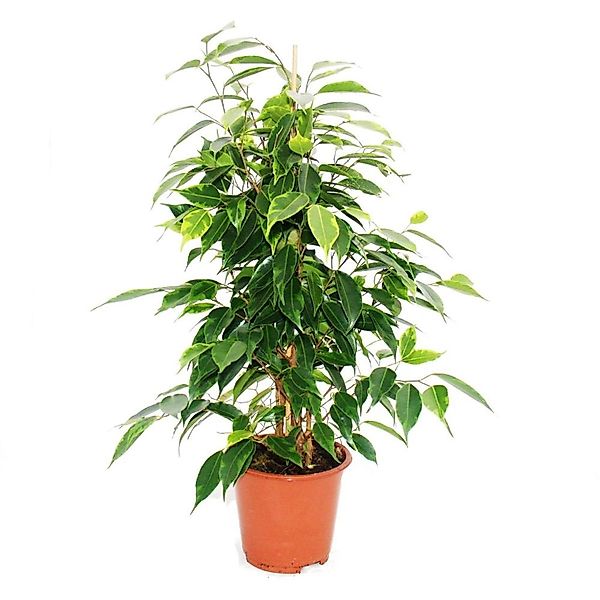 Exotenherz Ficus Benjamini Anastasia Birkenfeige 14cm günstig online kaufen