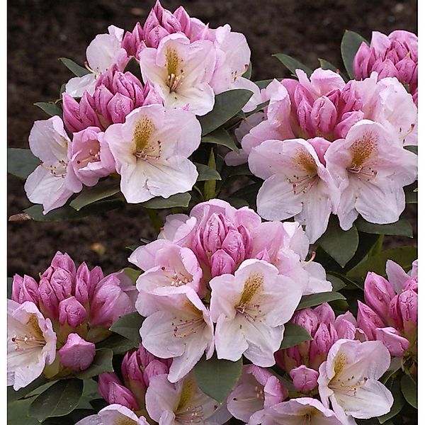 INKARHO - Großblumige Rhododendron Christina Rau 30-40cm - Alpenrose günstig online kaufen