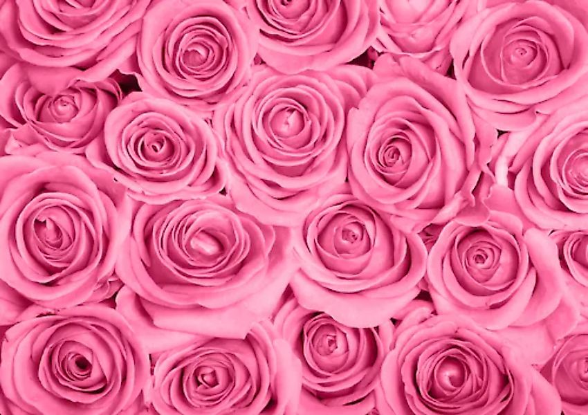 Papermoon Fototapete »Pink Roses« günstig online kaufen