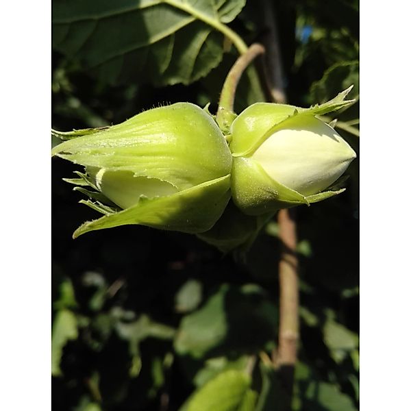 Haselnuss Hallesche Riesen 80 - 100 cm Corylus avellana günstig online kaufen