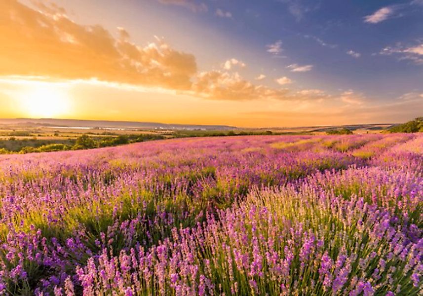 Papermoon Fototapete »Lavender Field« günstig online kaufen