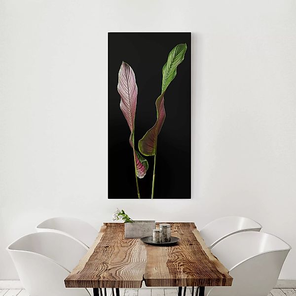 Leinwandbild Botanik - Hochformat Blatt Calathea-ornata auf Schwarz 02 günstig online kaufen