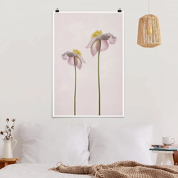 Poster - Hochformat Rosa Anemonenblüten günstig online kaufen