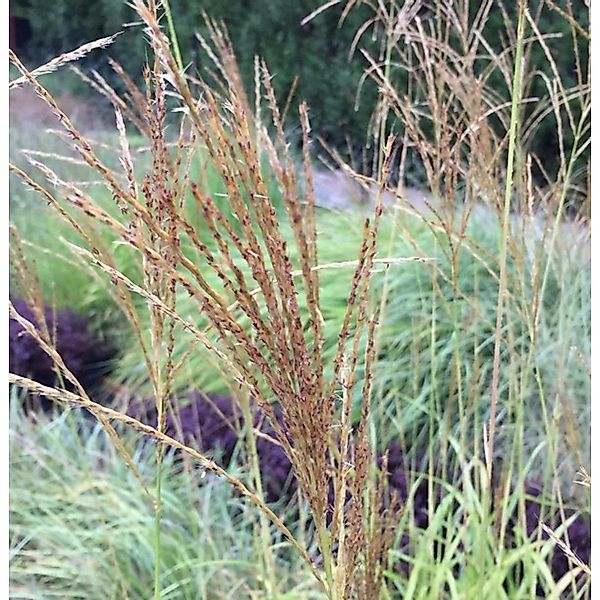 Taiwanesisches Schilf - Miscanthus transmorrisonensis günstig online kaufen