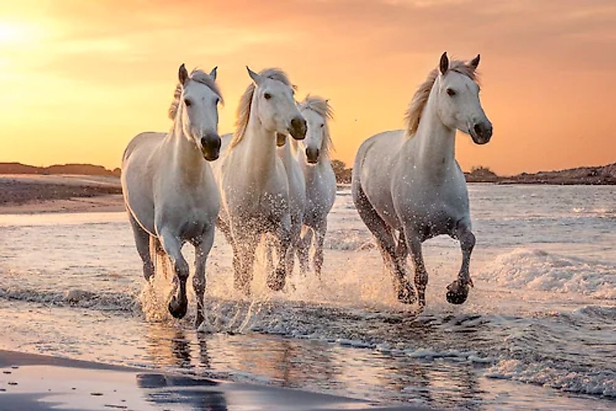 Papermoon Fototapete »Pferde im Wasser« günstig online kaufen