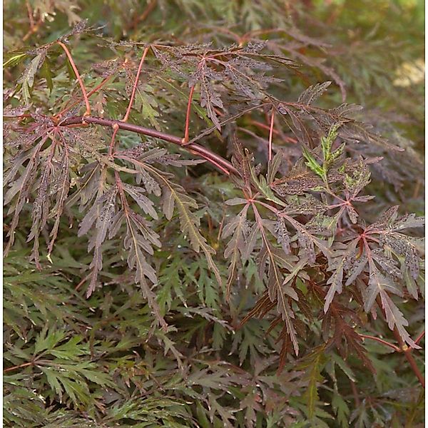 Hochstamm Fächerahorn Orangeola 100-125cm - Acer palmatum günstig online kaufen