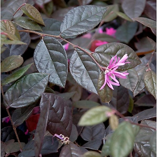 Hochstamm Riemenblüte Fire Dance 80-100cm - Loropetalum chinense günstig online kaufen