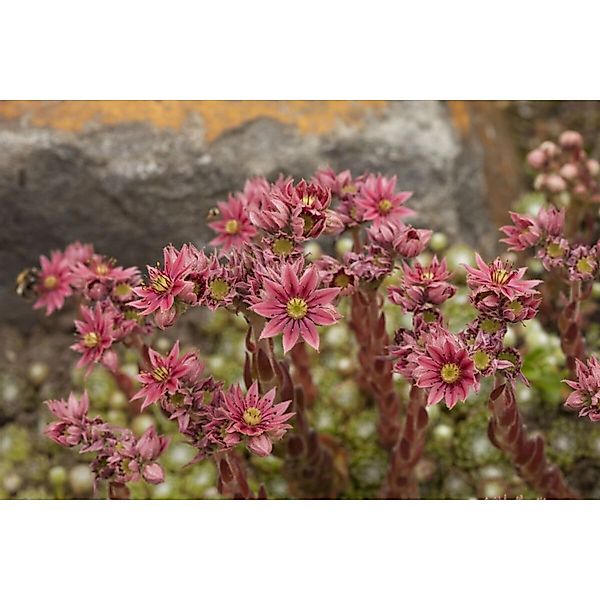 Sempervivum Arachnoideum Spinnweb Hauswurz Ca. 9x9 cm Topf günstig online kaufen