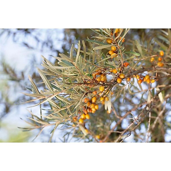 Hippophae Rhamnoides Sanddorn 40–60 Cm günstig online kaufen