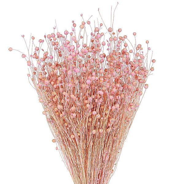 Trockenblume Trockengras Flachs Deko Hellrosa 50-55cm günstig online kaufen
