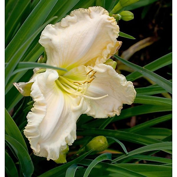 Taglilie Snowy Apparition - Hemerocallis günstig online kaufen