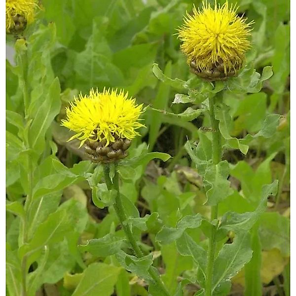 Große Flockenblume - Centaurea macrocephala günstig online kaufen
