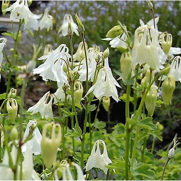 Akelei Alba - Aquilegia vulgaris günstig online kaufen