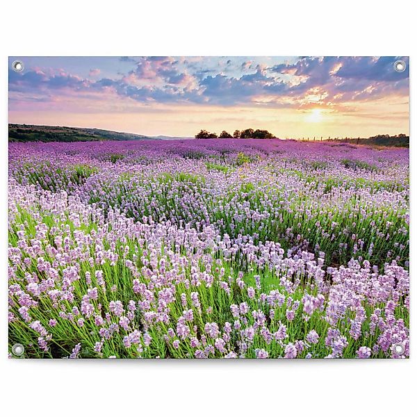 Reinders Poster "Lavender Field" günstig online kaufen