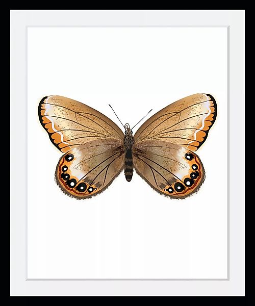 queence Bild "Lexy", Schmetterlinge-Kunst-Insekten, (1 St.), HD Premium Pos günstig online kaufen