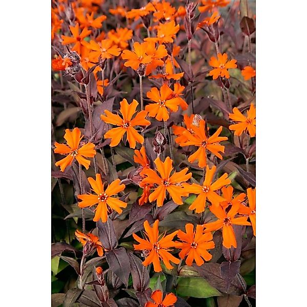 Lychnis X Arkwrightii Orange Zwerg Brennende Liebe Ca. 9x9 cm Topf günstig online kaufen
