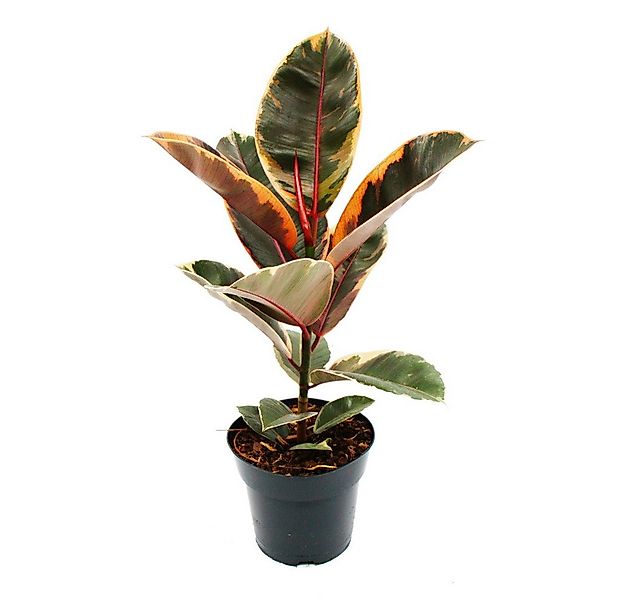 Exotenherz Zimmerpflanze Rotbunter Gummibaum - Ficus elastica "Belize" - 17 günstig online kaufen
