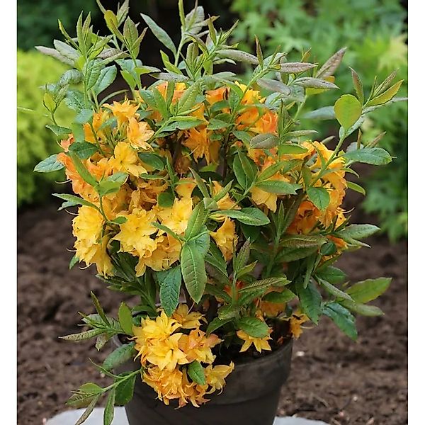Azalee Sun Star 60-80cm - Rhododendron,uteum - Alpenrose günstig online kaufen
