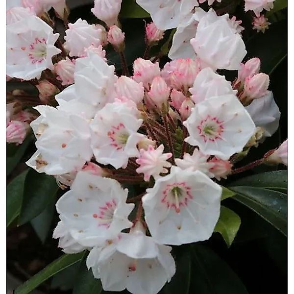 Großer Berglorbeer Elf 15-20cm - Kalmia,atifolia günstig online kaufen
