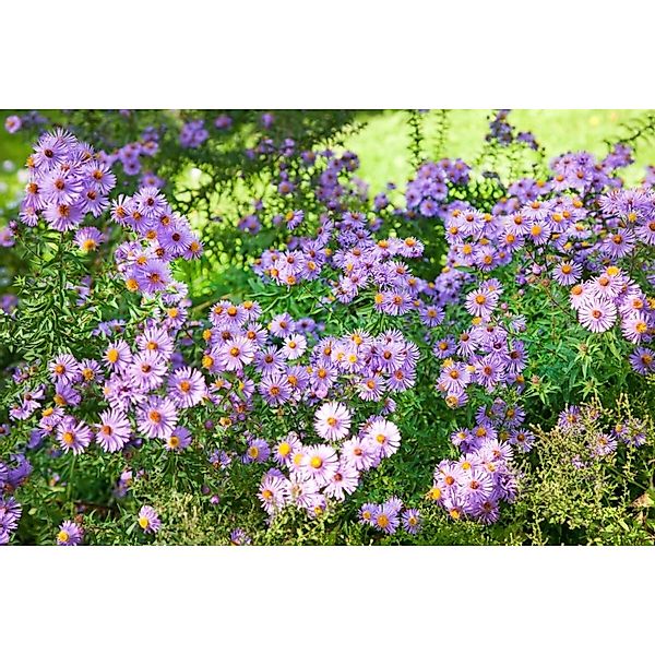 Aster Novi-belgii Glattblatt-aster Rosenquarz Ca. 9x9 cm Topf günstig online kaufen