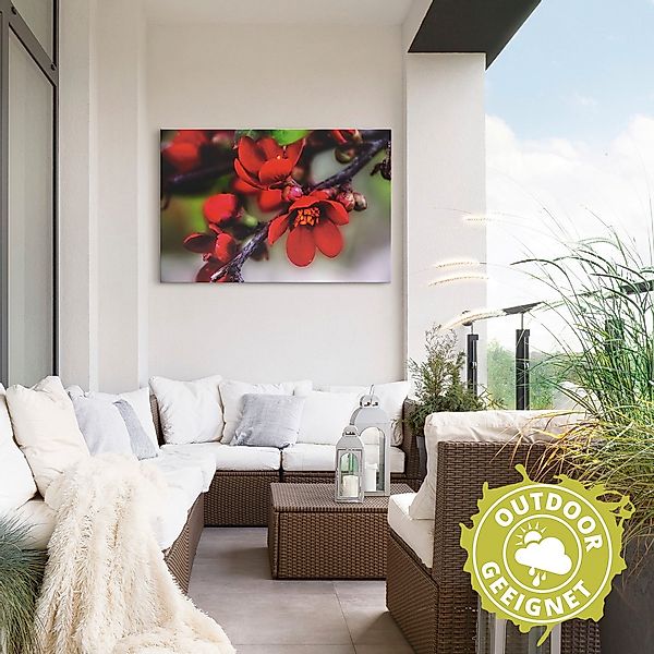 Artland Wandbild »Quittenblüte II«, Blumen, (1 St.), als Alubild, Outdoorbi günstig online kaufen
