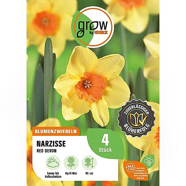 GROW by OBI Narzisse Red Devon Gelb 4 Stück Narcissus large cupped Red Devo günstig online kaufen