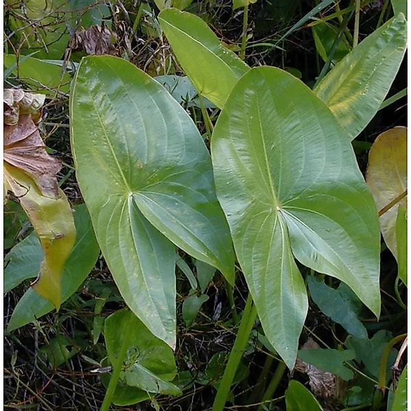 Bleitblättriges Pfeilkraut - Sagittaria,atifolia günstig online kaufen