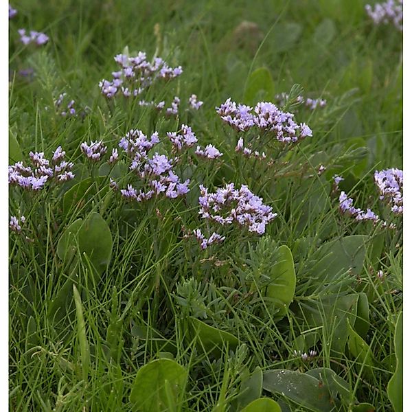 Strandflieder - Limonium vulgare günstig online kaufen