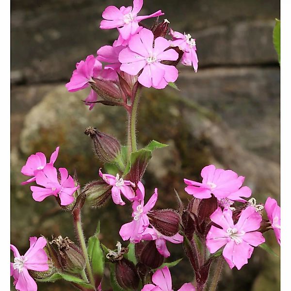 Leimkraut - Silene schafta günstig online kaufen