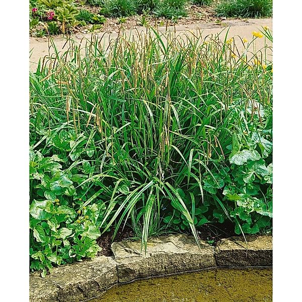 Carex Pendula Hänge-Segge Ca. 9x9 cm Topf günstig online kaufen