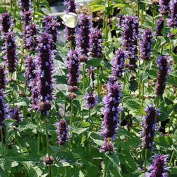 Mexikonessel Black Adder - Agastache rugosa günstig online kaufen
