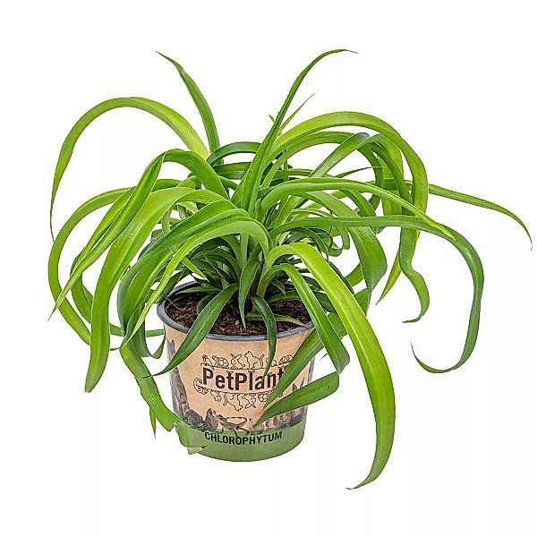 Casa Caron | Chlorophytum Grüne Bonnie günstig online kaufen